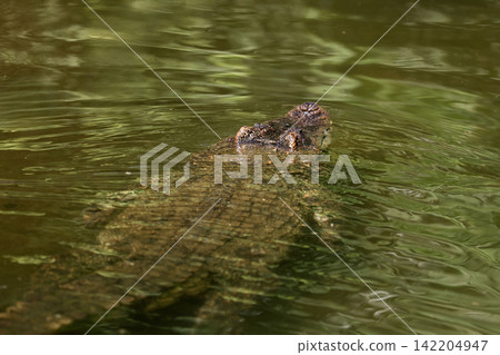 Crocodile Eyes and Nostrils Above Water Surface in Green Pond Top View 142204947