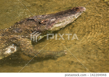 Crocodile Head Submerged in Golden Murky Water with Teeth Visible Top View Crocodile Head Submerged in Golden Murky Water with Teeth Visible Top View 142204948