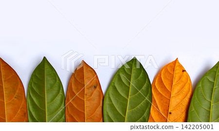 A row of jackfruit leaves alternating between green and orange. A row of jackfruit leaves alternating between green and orange. 142205001