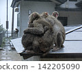 Monkey's family 142205090