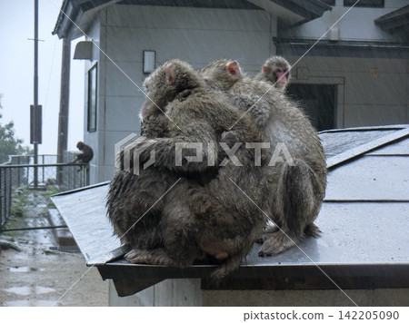 Monkey's family Monkey's family 142205090