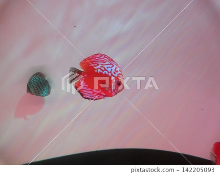 Pink fish Pink fish 142205093