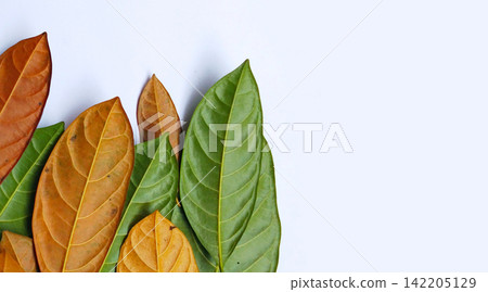 Jackfruit leaves are green, brown, and yellow. Jackfruit leaves are green, brown, and yellow. 142205129