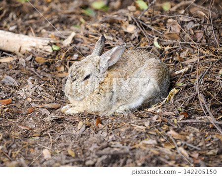 Okunojima rabbit Okunojima rabbit 142205150