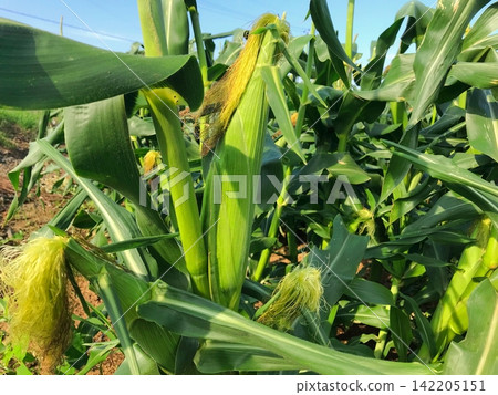 Cornfields awaiting harvest Cornfields awaiting harvest 142205151