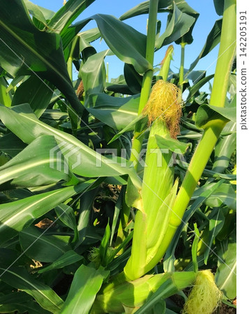 收穫前，田裡的玉米長得喜人。 142205191