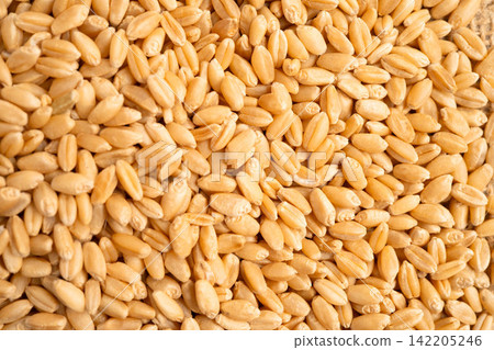 Wheat and grains ears agricultural, organic farm concept. 142205246