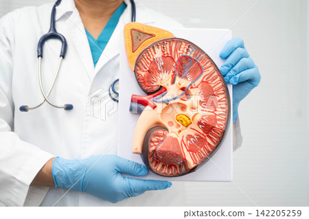 Chronic kidney disease, doctor with model for treatment urinary system, urology, Estimated glomerular filtration rate eGFR. 142205259
