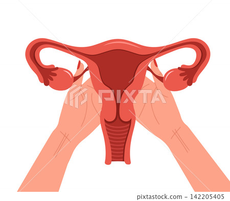Uterus care. Female hands hold human Uterus. Gynecology and reproductive system diseases. Vector illustration in flat style Uterus care. Female hands hold human Uterus. Gynecology and reproductive system diseases. Vector illustration in flat style 142205405