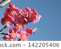 Red plum blossoms shining against the blue sky 142205406
