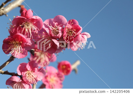 Red plum blossoms shining against the blue sky Red plum blossoms shining against the blue sky 142205406