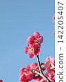 Red plum blossoms shining against the blue sky 142205407