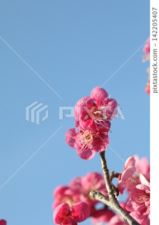Red plum blossoms shining against the blue sky Red plum blossoms shining against the blue sky 142205407