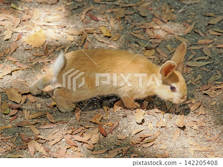 Okunojima rabbit Okunojima rabbit 142205408