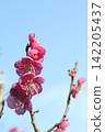 Red plum blossoms shining against the blue sky 142205437