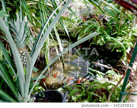 大阪府池田市五月山綠地都會綠化植物園溫室內的池塘里,紅鯉魚正在遊動。 大阪府池田市五月山綠地都會綠化植物園溫室內的池塘里,紅鯉魚正在遊動。 142205652