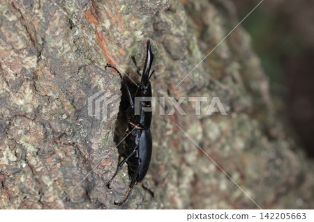 這是一隻活的生物,一種昆蟲:雄性鍬甲(Dorcus rectus)。它的身體和上顎幾乎是筆直而細長的,這使得它很容易藏身於樹皮的縫隙中。 這是一隻活的生物,一種昆蟲:雄性鍬甲(Dorcus rectus)。它的身體和上顎幾乎是筆直而細長的,這使得它很容易藏身於樹皮的縫隙中。 142205663