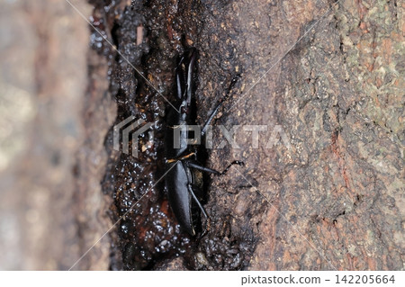 這是一隻活生生的生物,一隻昆蟲:雄性鍬甲(Dorcus rectus)。它正愜意地吸食橡樹樹皮裂縫中的樹液。 這是一隻活生生的生物,一隻昆蟲:雄性鍬甲(Dorcus rectus)。它正愜意地吸食橡樹樹皮裂縫中的樹液。 142205664