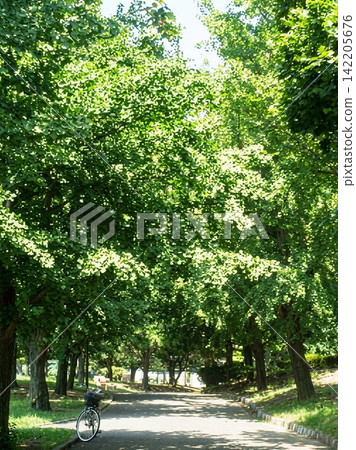 A summer park walkway/background image surrounded by lush greenery. A summer park walkway/background image surrounded by lush greenery. 142205676