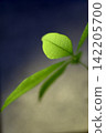 The leaves of the Pachira plant are illuminated by sunlight. 142205700