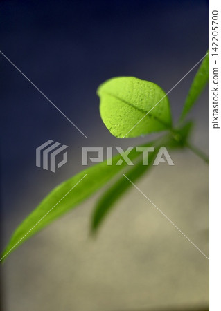 The leaves of the Pachira plant are illuminated by sunlight. The leaves of the Pachira plant are illuminated by sunlight. 142205700