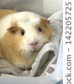 A heartwarming shot of a crested guinea pig | A close-up of its gentle expression 142205725