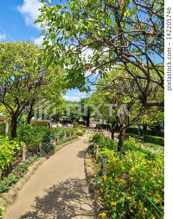 夏日公園步道,四周環繞著藍天和鬱鬱蔥蔥的綠植。 夏日公園步道,四周環繞著藍天和鬱鬱蔥蔥的綠植。 142205746