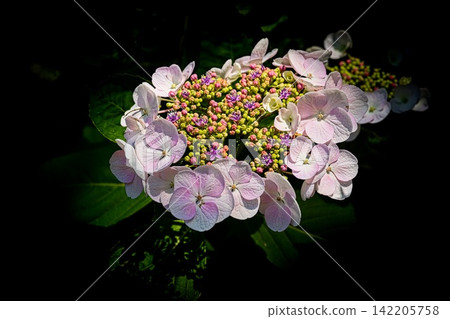  繡球花 142205758