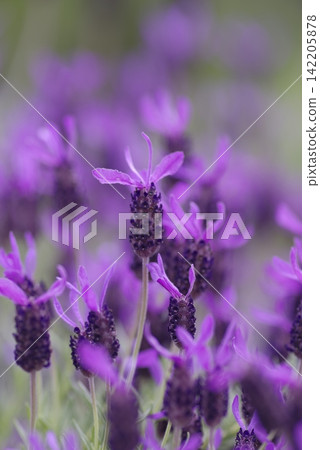 這朵紫色的花的名字是法國薰衣草。學名是Lavandula stoechas。 142205878