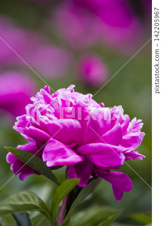 Pink peonies are blooming in the peony garden. Pink peonies are blooming in the peony garden. 142205967
