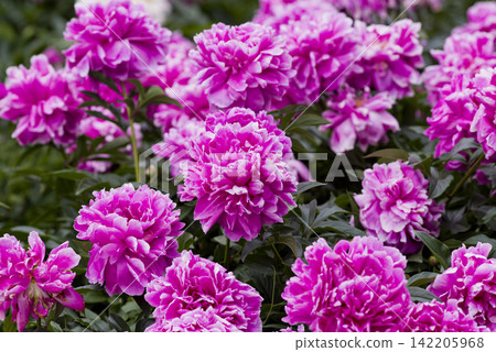 Pink peonies are blooming in the peony garden. Pink peonies are blooming in the peony garden. 142205968