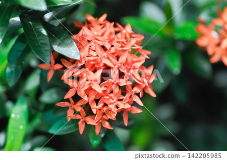 Ixora chinensis Lamk, Ixora spp or Zephyranthes or West Indian Jasmine or red flower Ixora chinensis Lamk, Ixora spp or Zephyranthes or West Indian Jasmine or red flower 142205985