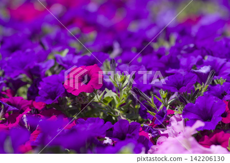 公園花壇裡盛開著紫紅色的矮牽牛花。它們的學名是Petunia。 公園花壇裡盛開著紫紅色的矮牽牛花。它們的學名是Petunia。 142206130