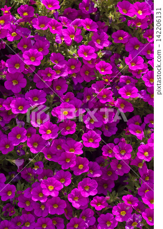 Reddish-purple petunias are blooming in the park's flowerbeds. Their scientific name is Petunia. Reddish-purple petunias are blooming in the park's flowerbeds. Their scientific name is Petunia. 142206131
