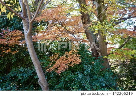 Tenmangu Shrine (Hata Tenmangu Shrine): Beautiful autumn foliage in the shrine grounds. Ikeda City, Osaka Prefecture. Tenmangu Shrine (Hata Tenmangu Shrine): Beautiful autumn foliage in the shrine grounds. Ikeda City, Osaka Prefecture. 142206219