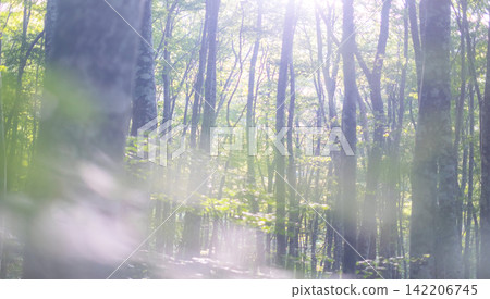 A landscape of sunlight filtering through the beech forest in Okudaisen. A landscape of sunlight filtering through the beech forest in Okudaisen. 142206745