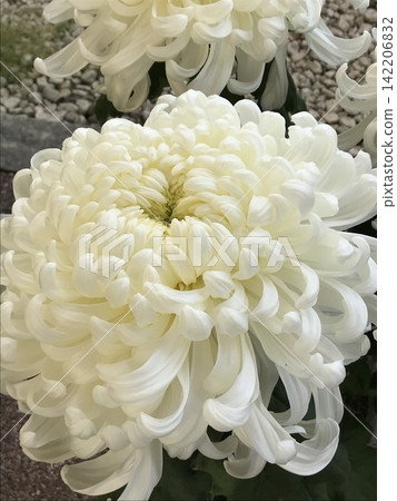 大白菊花 大白菊花 142206832