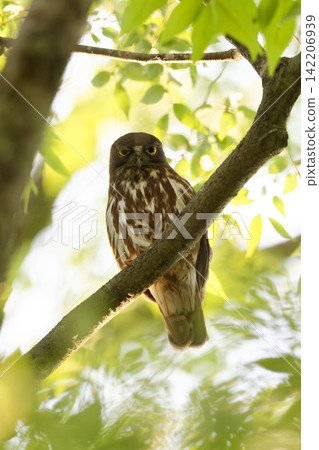 Blue Owl perched on a branch Blue Owl perched on a branch 142206939