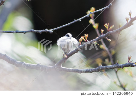 Elongah stopping on a branch Elongah stopping on a branch 142206940