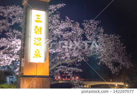 三朝溫泉夜晚盛開的櫻花 三朝溫泉夜晚盛開的櫻花 142207077