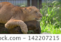 獅子幼崽騎在木頭上 142207215