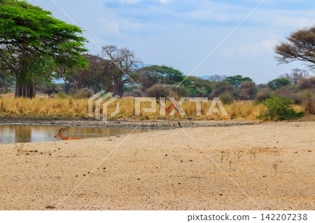 Impala (Aepyceros melampus) at the watering place in Tarangire National Park, Tanzania Impala (Aepyceros melampus) at the watering place in Tarangire National Park, Tanzania 142207238