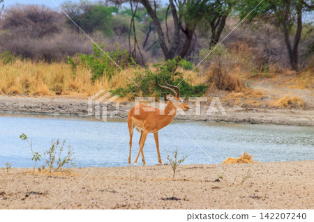Impala (Aepyceros melampus) at the watering place in Tarangire National Park, Tanzania Impala (Aepyceros melampus) at the watering place in Tarangire National Park, Tanzania 142207240