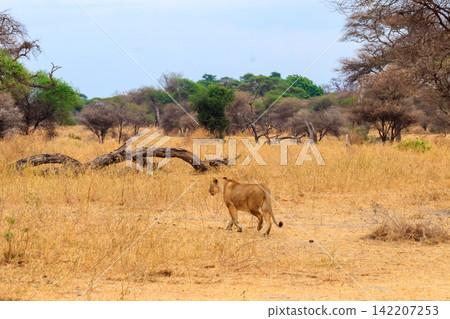 Lioness (Panthera leo) walking in Tarangire national park, Tanzania 142207253