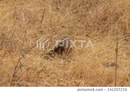 Banded mongoose (Mungos mungo) in dry grass in Tarangire national park, Tanzania Banded mongoose (Mungos mungo) in dry grass in Tarangire national park, Tanzania 142207258