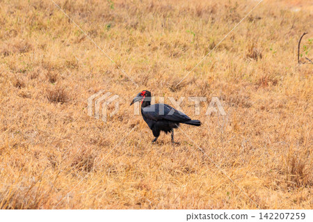 Southern Ground hornbill (Bucorvus leadbeateri) in dry grass in Tarangire national park, Tanzania Southern Ground hornbill (Bucorvus leadbeateri) in dry grass in Tarangire national park, Tanzania 142207259