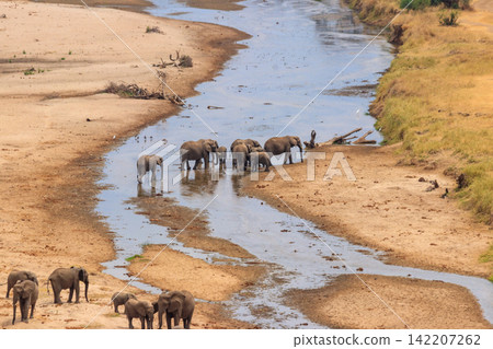 Herd of african elephants at the Tarangire river in Tarangire National Park, Tanzania. View from above Herd of african elephants at the Tarangire river in Tarangire National Park, Tanzania. View from above 142207262