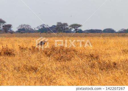 Southern Ground hornbill (Bucorvus leadbeateri) in dry grass in Tarangire national park, Tanzania 142207267