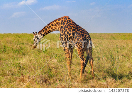 Giraffe in savanna in Serengeti national park in Tanzania. Wild nature of Tanzania, East Africa Giraffe in savanna in Serengeti national park in Tanzania. Wild nature of Tanzania, East Africa 142207278