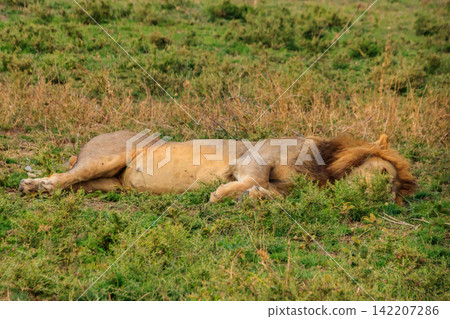 Lion (Panthera leo) sleeping on grass in savannah in Serengeti National Park, Tanzania Lion (Panthera leo) sleeping on grass in savannah in Serengeti National Park, Tanzania 142207286